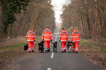 Vier Rettungshunde und ihre Hundeführer von hinten, sie laufen in Einsatzkleidung durch den Wald