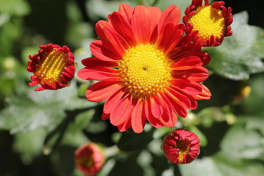 Rote Blume im Beet 