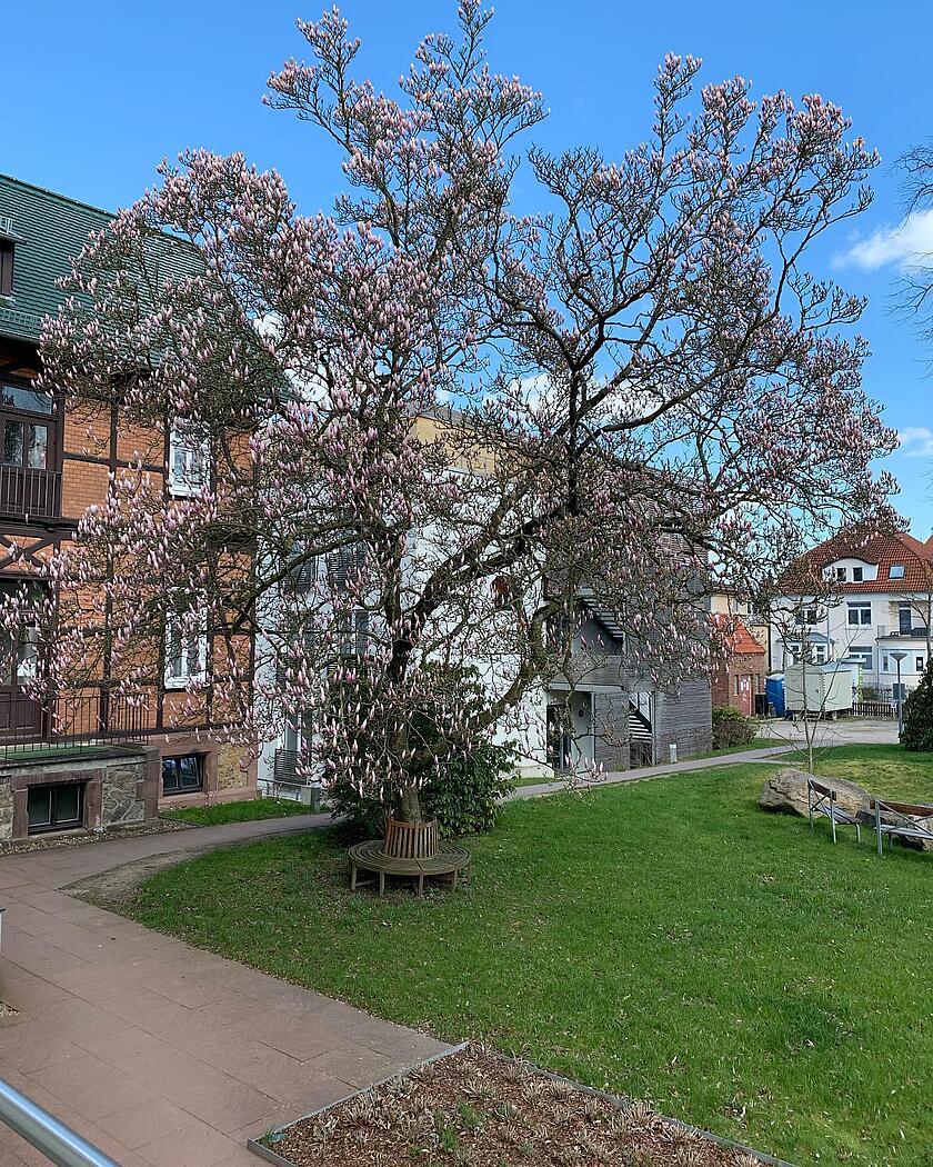 Großer blühender Magnolienbaum mit einer Sitzbank in einem Garten