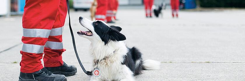 Rettungshund sitzt angeleint neben Einsatzkräften.