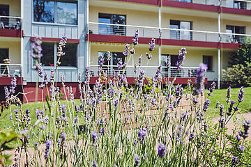 Lavendel im Garten des Johanniterheimes Velbert