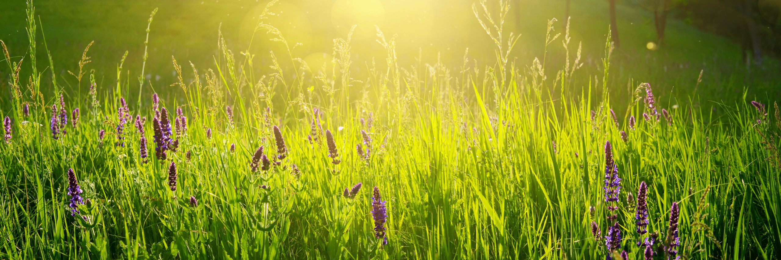 Grüne Wiese mit Blumen im Sonnenschein